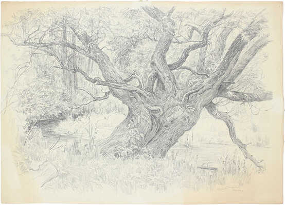 Морозов Константин Феофанович. ­Дуб 